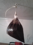 6. close, tie up and hang p plastic bag in a dark room